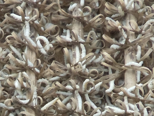 Close up of Silkworms.
